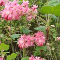 Ribes sanguineum  P6 P26